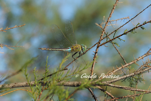 ID Anax imperator ?